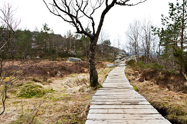 istock wooden foot path in rural landscape 179211078