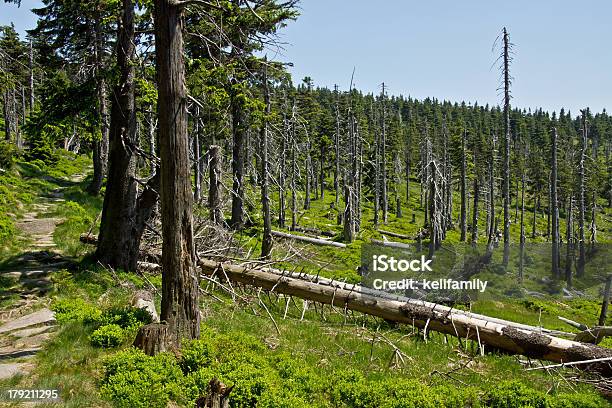 Floresta Dieback - Fotografias de stock e mais imagens de Chuva Ácida - Chuva Ácida, Árvore, Ao Ar Livre