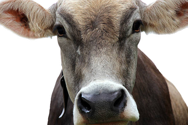 istock Portrait of cow 179211505