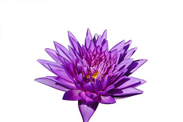 lotus pourpre. - lotus ornamental garden insect summer photos et images de collection