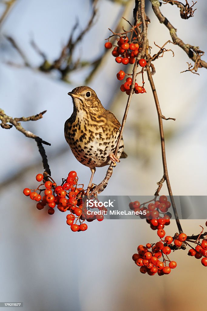 Song ツグミ、Turdus philomelos - イギリスのロイヤリティフリーストックフォト