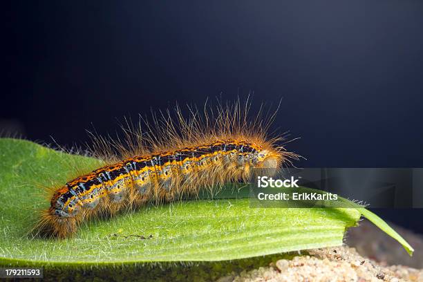 Photo libre de droit de Chenille De Papillon Larve banque d'images et plus d'images libres de droit de Analyser - Analyser, Animaux nuisibles, Beauté de la nature