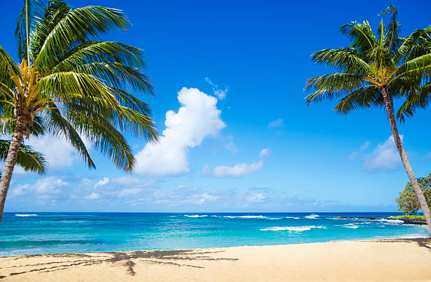 istock Palm trees on the sandy beach in Hawaii 179211707