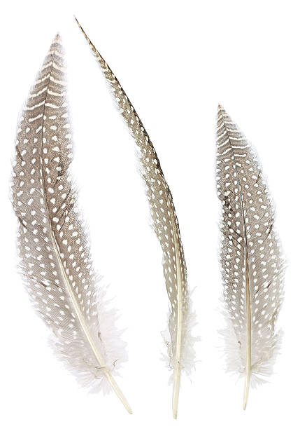istock Different angles of the Pheasant feathers collection 179211727
