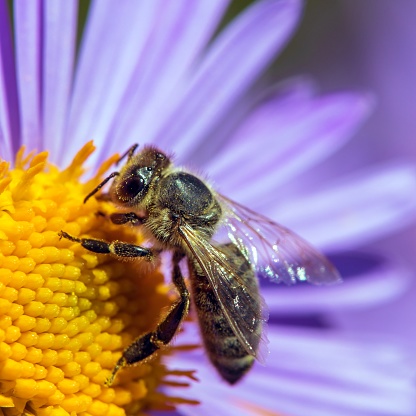 bee or honeybee in Latin Apis Mellifera, european or western honey bee sitting on the blue yellow violet or purple flower