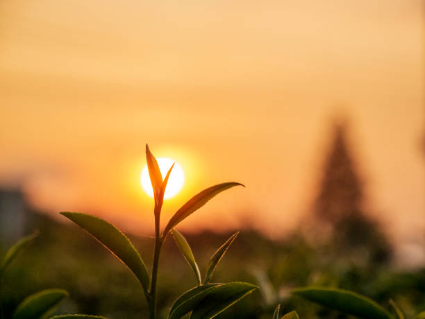 árvore de chá verde deixa camellia sinensis na luz solar orgânica da fazenda. nova fazenda de ervas de brotos de brotos na manhã de verão. sunlight planta de árvore de chá verde. feche a natureza verde da planta de chá da árvore pela manhã - tea crop farmer tea leaves plantation - fotografias e filmes do acervo