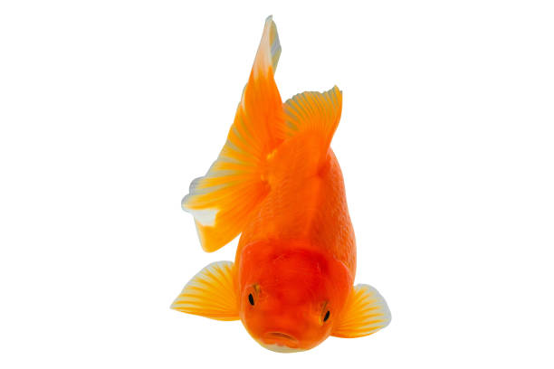 istock Oranda goldfish isolated on white background close up 1792119962