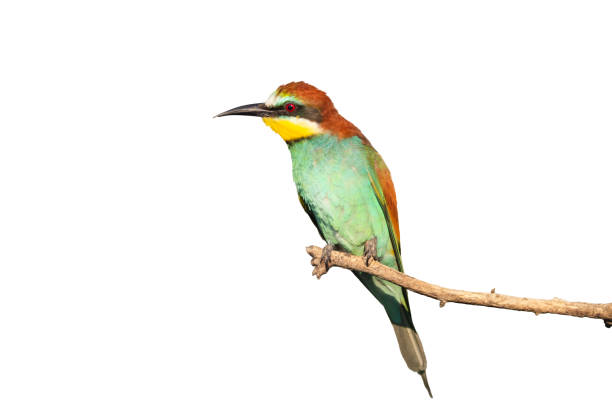 istock wild bird with colored plumage isolated on white 1792119970