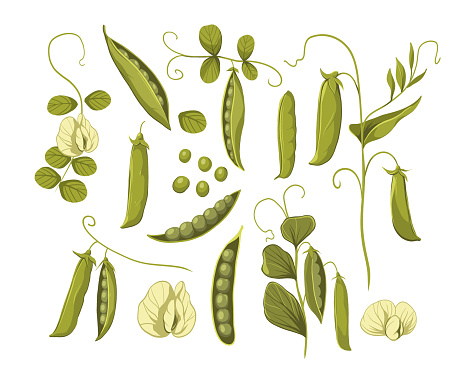 istock Green peas, soybean plants, set of color illustrations, isolated, great for pattern design 1792121418