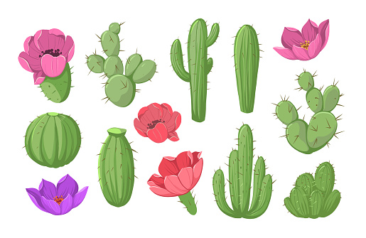 Cactus with flowers, set of vector color illustrations isolated on a white background