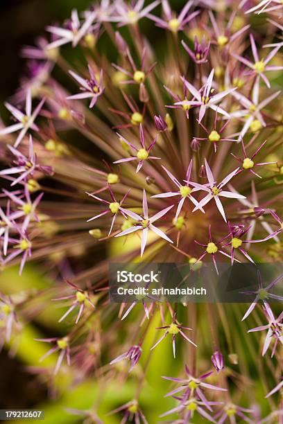 Fiori - Fotografie stock e altre immagini di Aglio - Liliacee - Aglio - Liliacee, Capolino, Cipolla