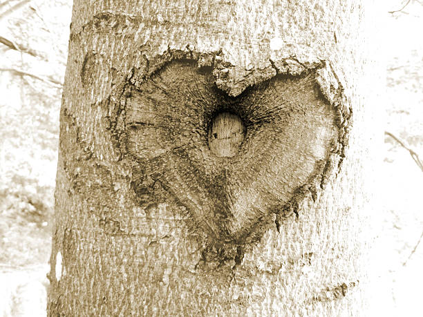 símbolo do coração na árvore - herzform imagens e fotografias de stock