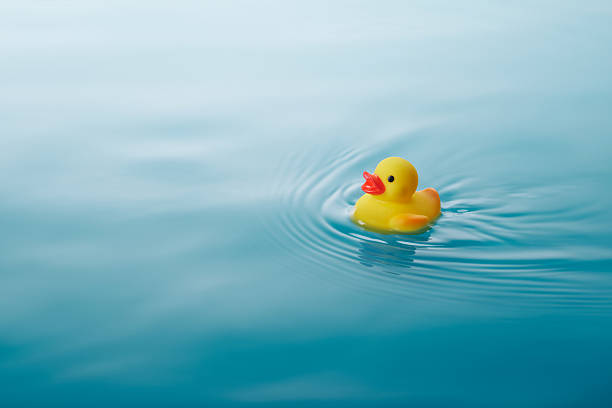 yellow rubber duck yellow rubber duck swimming on water causing waves and ripples rubber duck water stock pictures, royalty-free photos & images