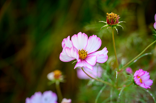 A light pink anemone with a blurred background