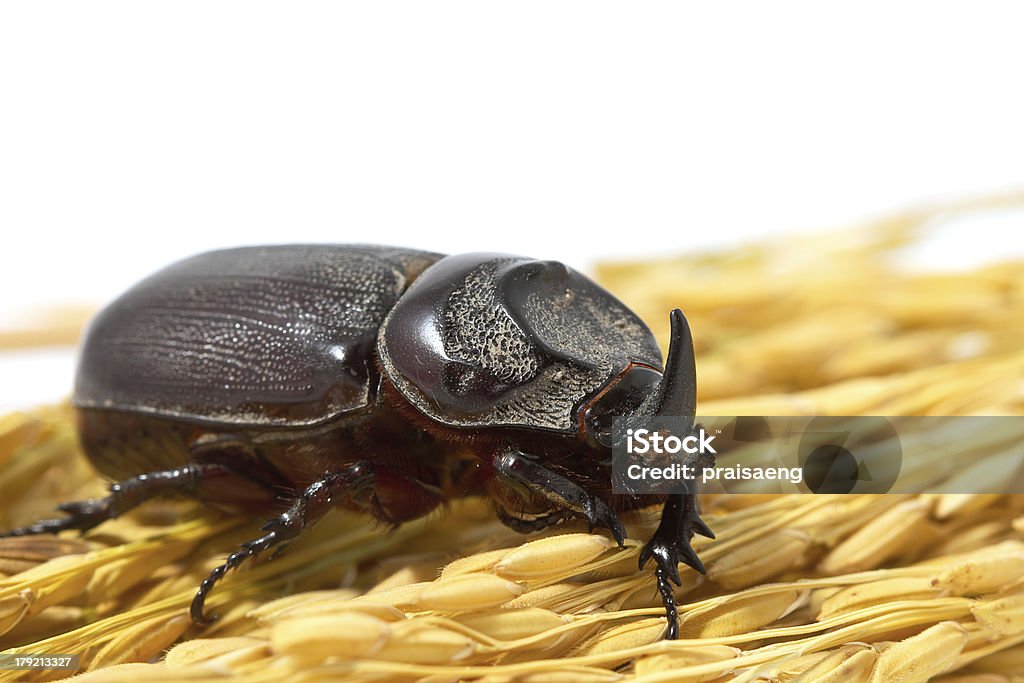 유니콘 딱정벌레 on paddy 재스민 rice - 로열티 프리 갈고리 발톱 스톡 사진