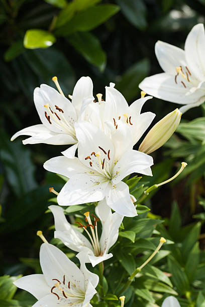 bianco gruppo di lillies con una lampadina - giglio giapponese foto e immagini stock