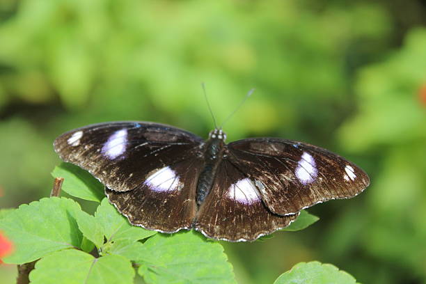 Farfalla su una Foglia tropicale - foto stock