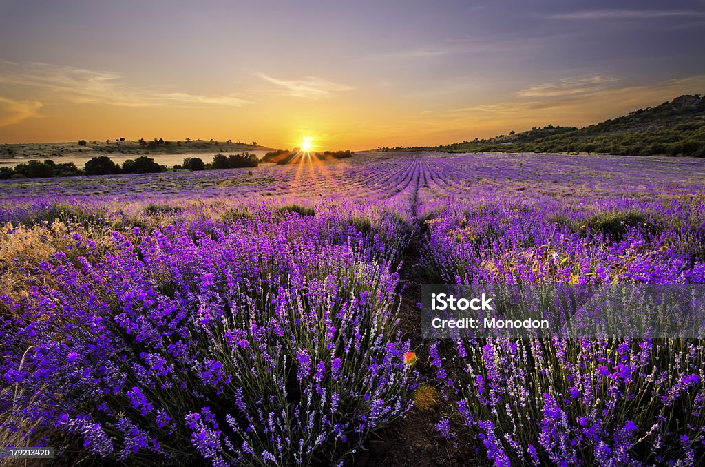 Pôr do sol sobre o campo de Lavanda - Royalty-free Agricultura Foto de stock