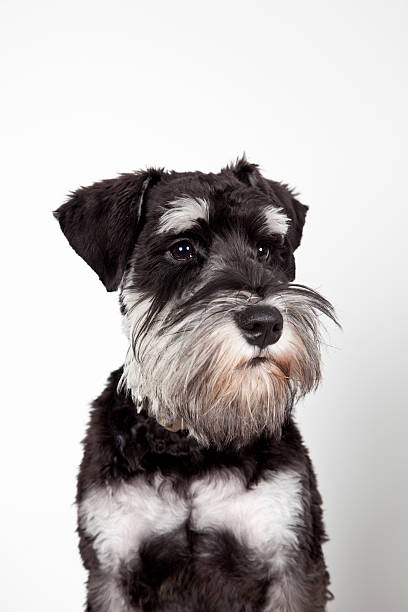 istock Miniature schnauzer closeup isolated on white 179213533