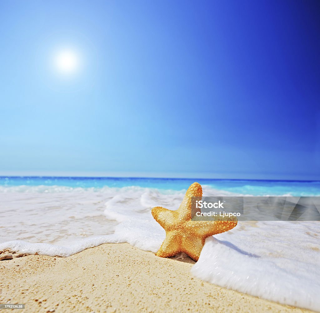 Estrela do mar em uma praia com céu claro e onda - Foto de stock de Animal royalty-free