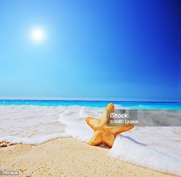Foto de Estrela Do Mar Em Uma Praia Com Céu Claro E Onda e mais fotos de stock de Animal - Animal, Areia, Azul