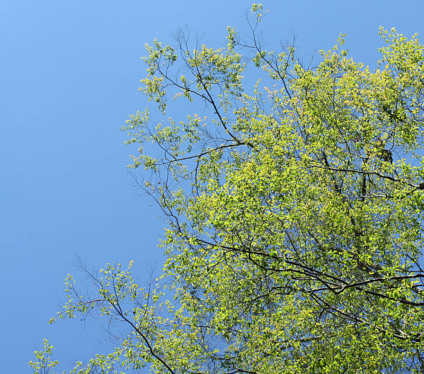 istock Green Leaves against the Sky 179213815