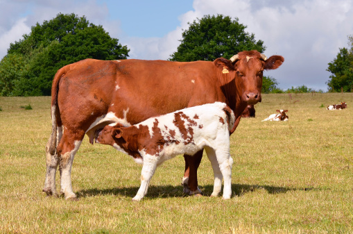 Brown cow and calf suckling in a prairie, department of the Sarthe in France