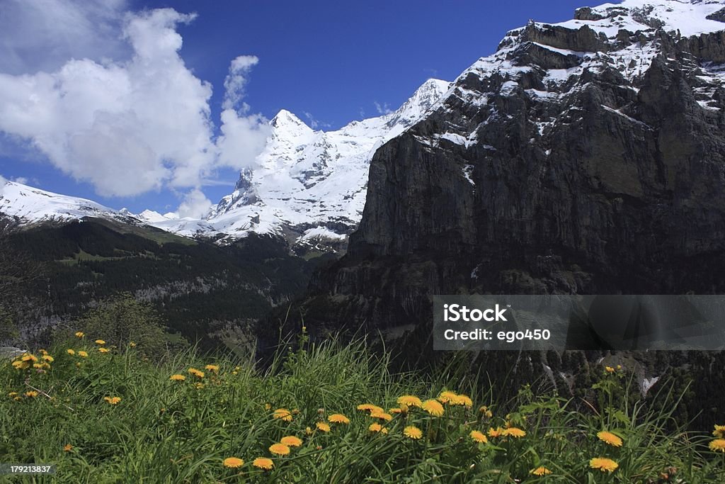 Alpi svizzere - Foto stock royalty-free di Albero