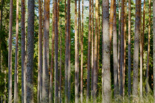 Summer Forest with pines growing in a row