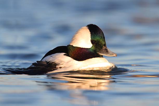 bufflehead (bucephala albeola) - 버플헤드덕 뉴스 사진 이미지