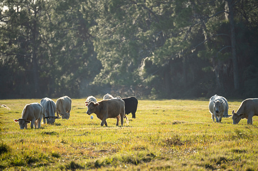 Milk cows grazing on green farm pasture on summer day. Feeding of cattle on farmland grassland.