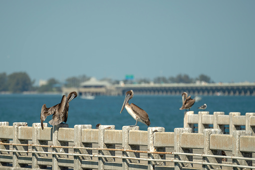 Wild pelican sea bird perching on harbor railing in Florida. Wildlife in Southern USA.