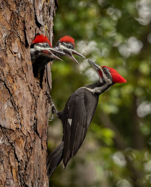 istock Pileated Woodpecker Portrait 1792140407
