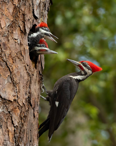 istock Pileated Woodpecker Portrait 1792140432