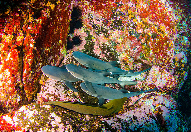Sharks Sharks and Moray eel in Mexico revillagigedos islands stock pictures, royalty-free photos & images