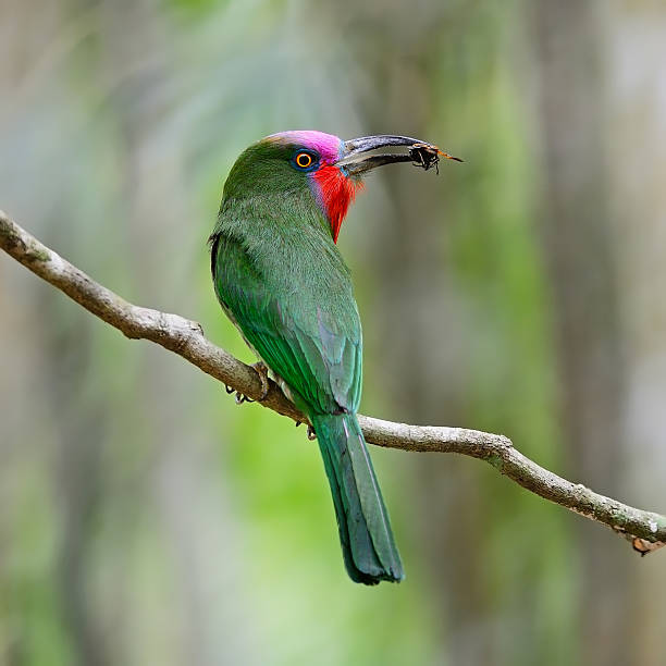 male Red-bearded Bee-eater Beautiful male Red-bearded Bee-eater bird (Nyctyornis amictus), standing on a branch, back profile, in the feeding season red bearded bee eater nyctyornis amictus stock pictures, royalty-free photos & images