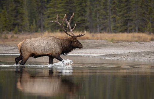 Elk, cervus canadensis, Grand Teton National Park.