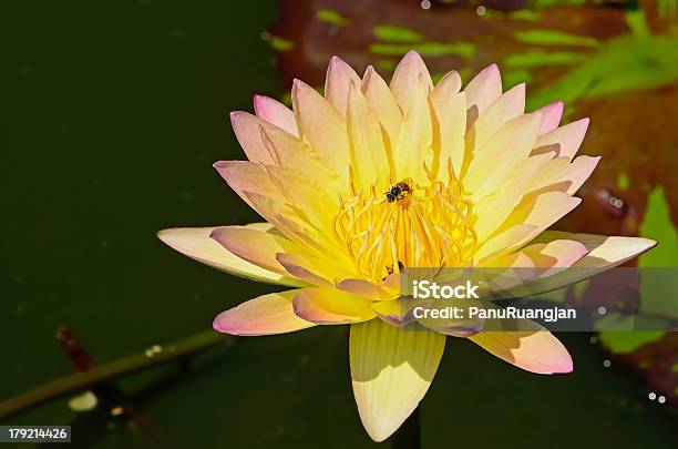 Waterlily Stockfoto und mehr Bilder von Aquatisches Lebewesen - Aquatisches Lebewesen, Baumblüte, Bildhintergrund