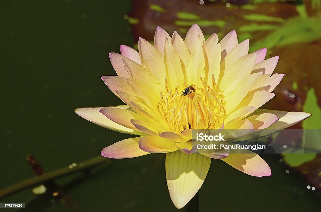 waterlily - 로열티 프리 공원 스톡 사진