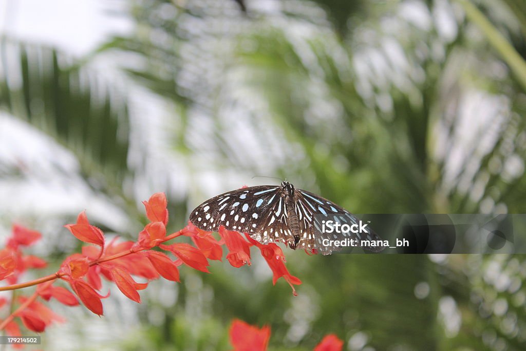 Butterfly on Red Color Flower A beautiful butterfly perched on a tropical red color flower Animal Stock Photo
