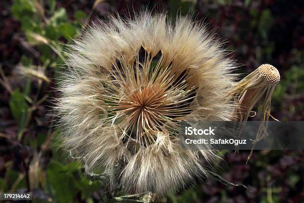 Foto de Dentedeleão e mais fotos de stock de Cabeça da flor - Cabeça da flor, Crescimento, Dente-de-Leão