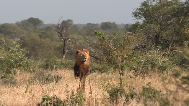 Lion King Protecting Territory in African Savannah