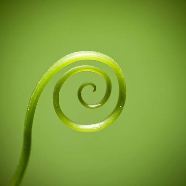 istock curly vine of plant 179214948