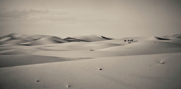 Lonely camel caravan, passing through the Sahara sand dunes. Shot was made in Merzouga, Erg Chebbi, Morocco