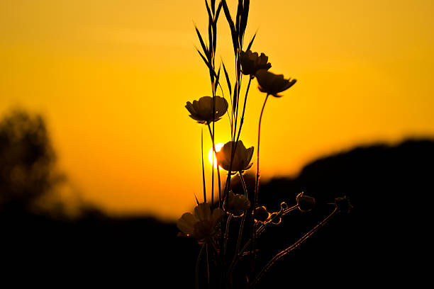 A blade of grass in the rays of the setting sun on a background of snow