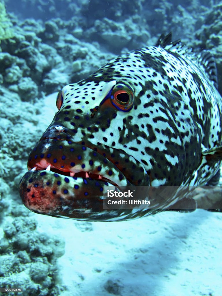 Mérou corail - Photo de Au fond de l'océan libre de droits