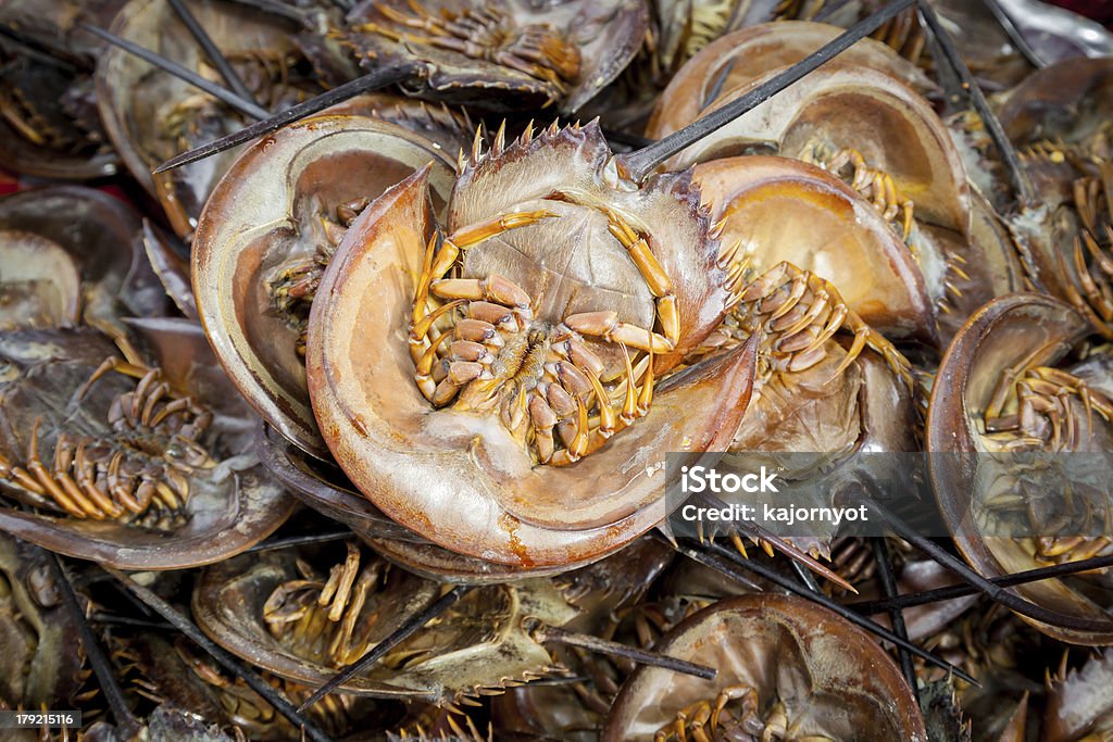 Gebratene Mangrove horseshoe crab - Lizenzfrei Aquatisches Lebewesen Stock-Foto