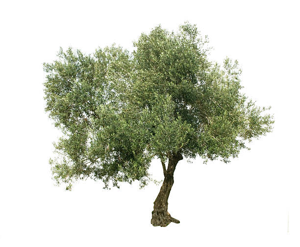 оливковое дерево изолированные на белом фоне - оливковое дерево стоковые фото и изображения