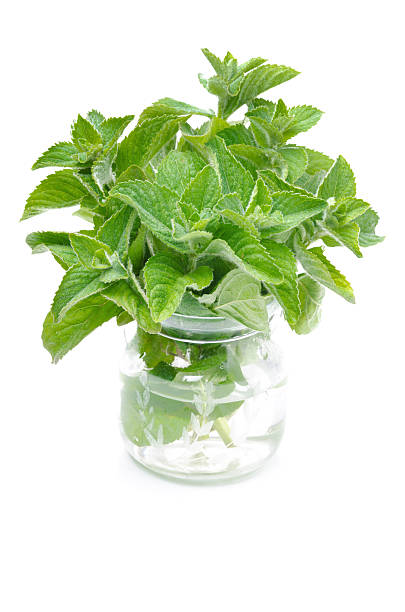 istock Fresh mint in a glass jar isolated on white 179215245