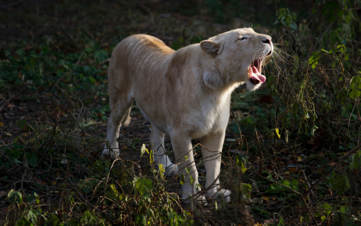 A lioness laying down in the early morning yawning